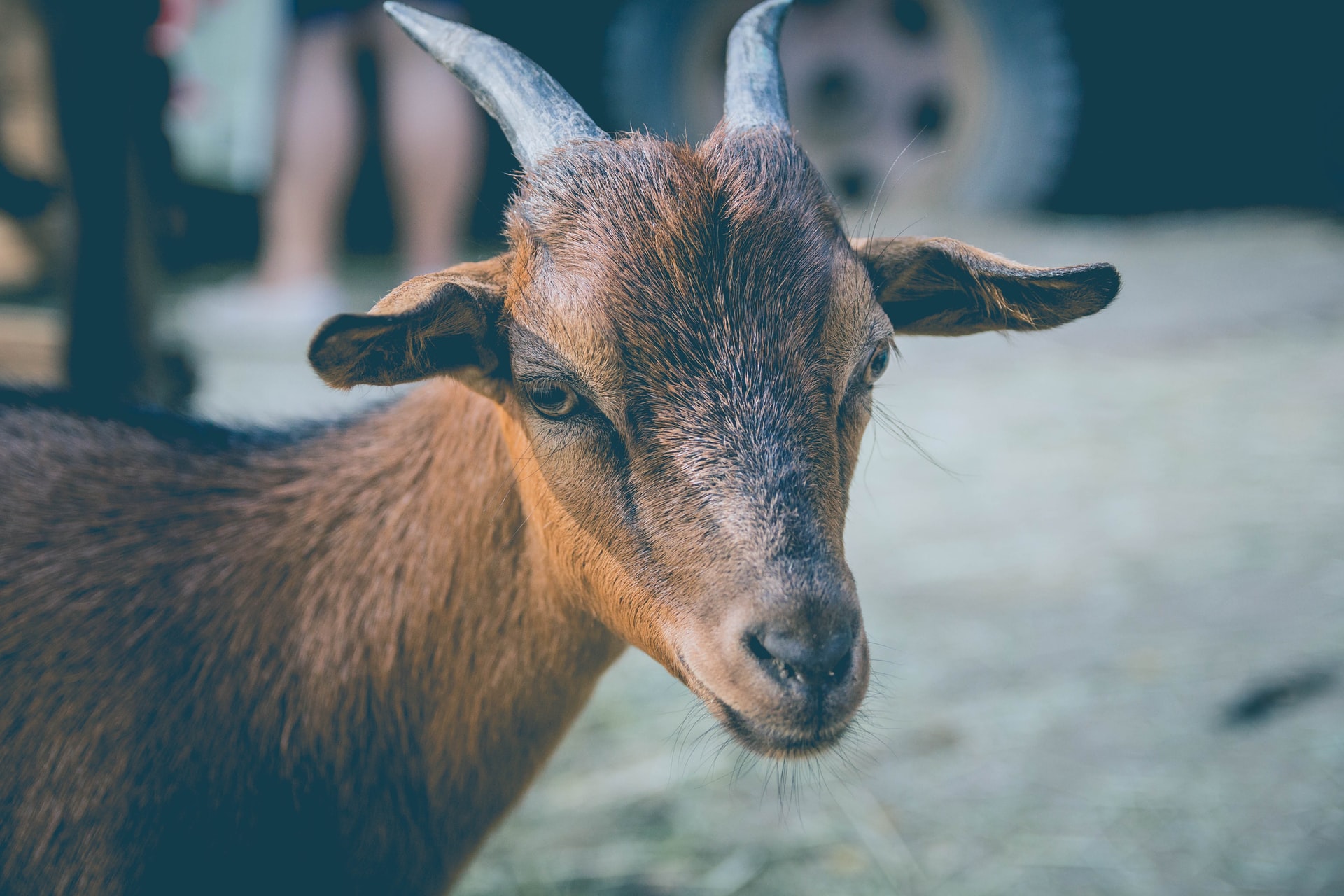 Goat Goat