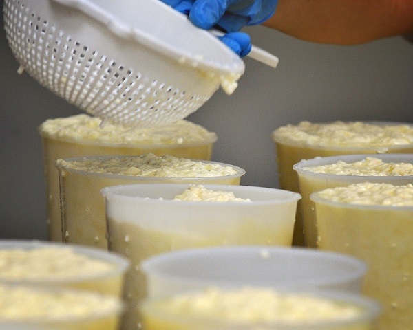 Portioning the cheese curds Portioning the cheese curds