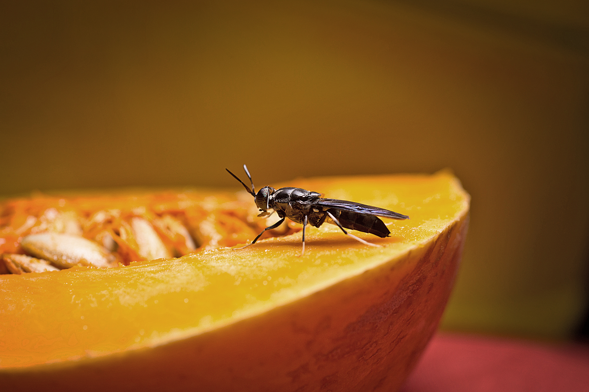 Nasekomo feed their insects with a special recipe using ingredients such as spent grains from breweries as well as by-products from cereal and beetroot processing. Nasekomo feed their insects with a special recipe using ingredients such as spent grains from breweries as well as by-products from cereal and beetroot processing.