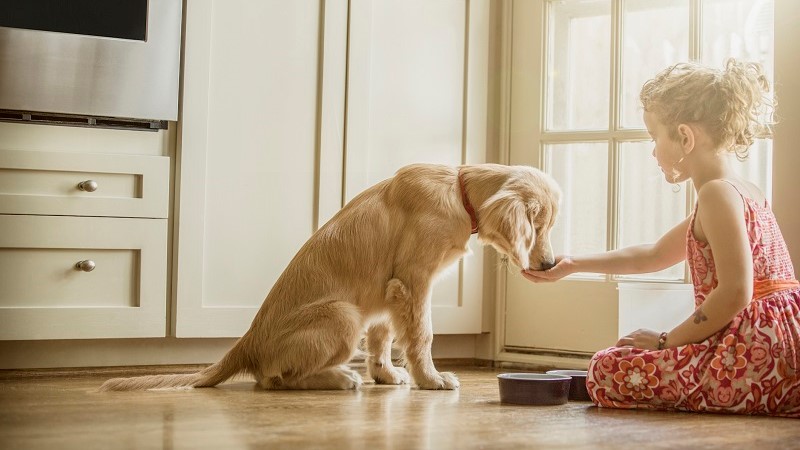 little girl giving food to her dog little girl giving food to her dog