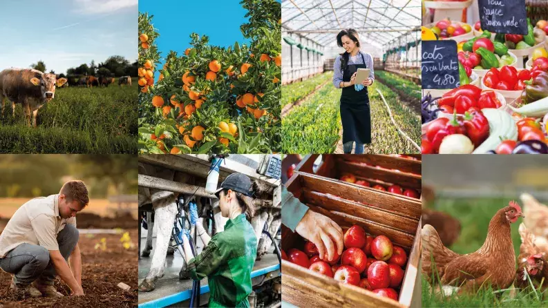 7th Agri banner collage