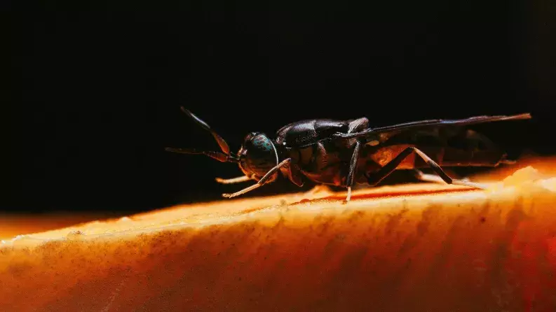 Nasekomo - Insects Nasekomo - Insects