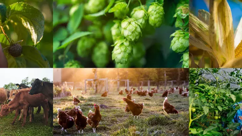 Towards a more resilient and sustainable agriculture sector – 8th annual EU conference on EAFRD financial instruments