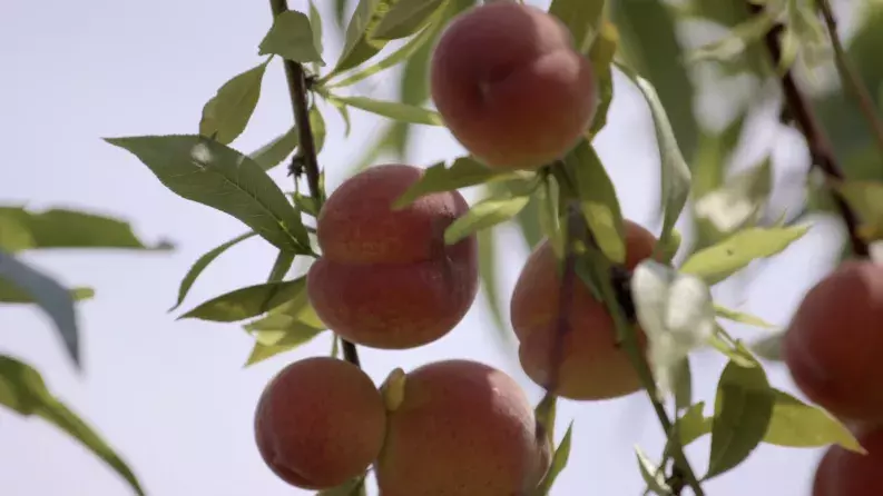 Matija's story: a new peach orchard to boost production Matija's story: a new peach orchard to boost production