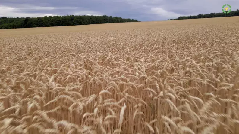 EAFRD support to make cereal production become more resilient