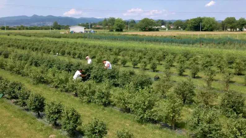 Ivica’s story: microloans to boost organic blueberry production Ivica’s story: microloans to boost organic blueberry production