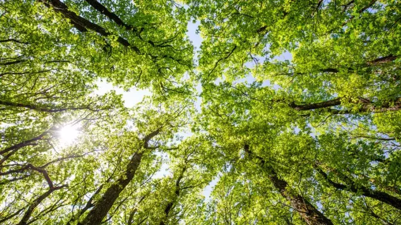 Is your project green?