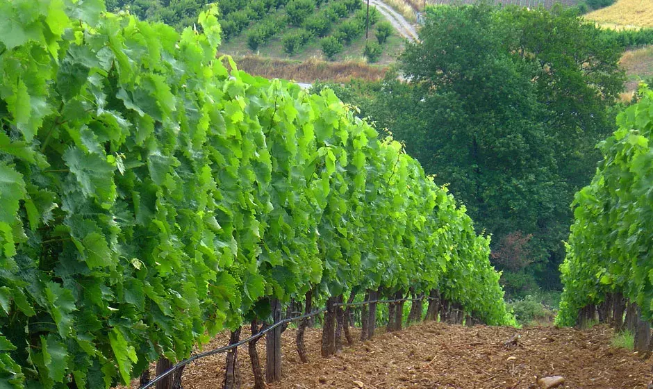 Vineyard in Pella-Giannitsa, Greece Vineyard in Pella-Giannitsa, Greece