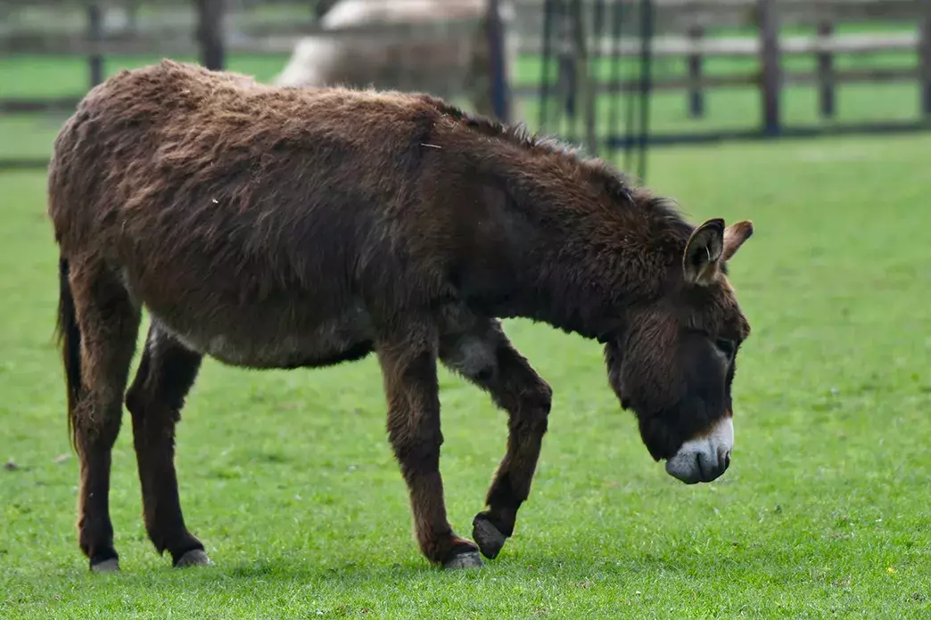 donkey donkey