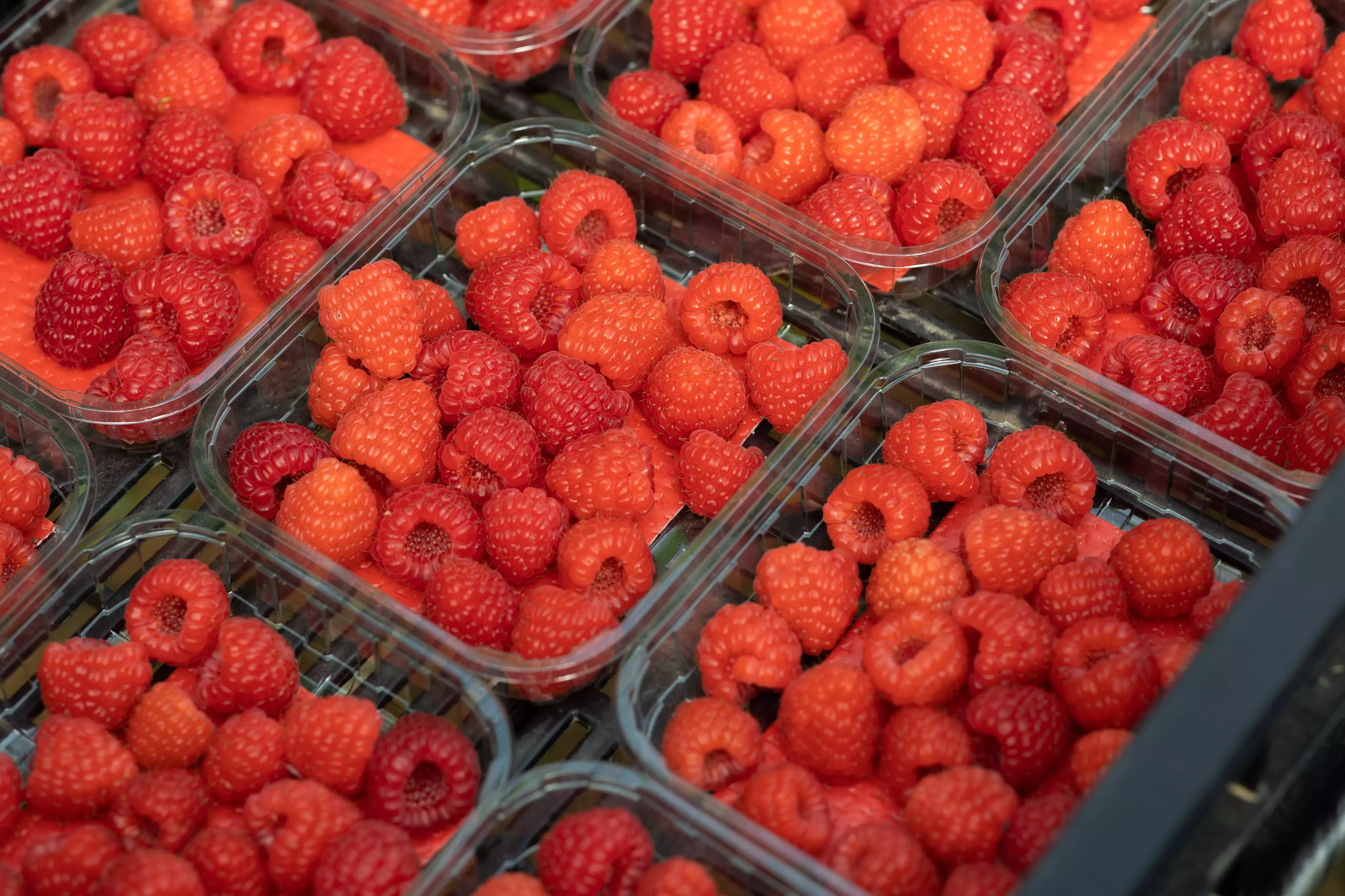 EAFRD, Berries - the sweet taste of success, Valentin Verzea EAFRD, Berries - the sweet taste of success, Valentin Verzea
