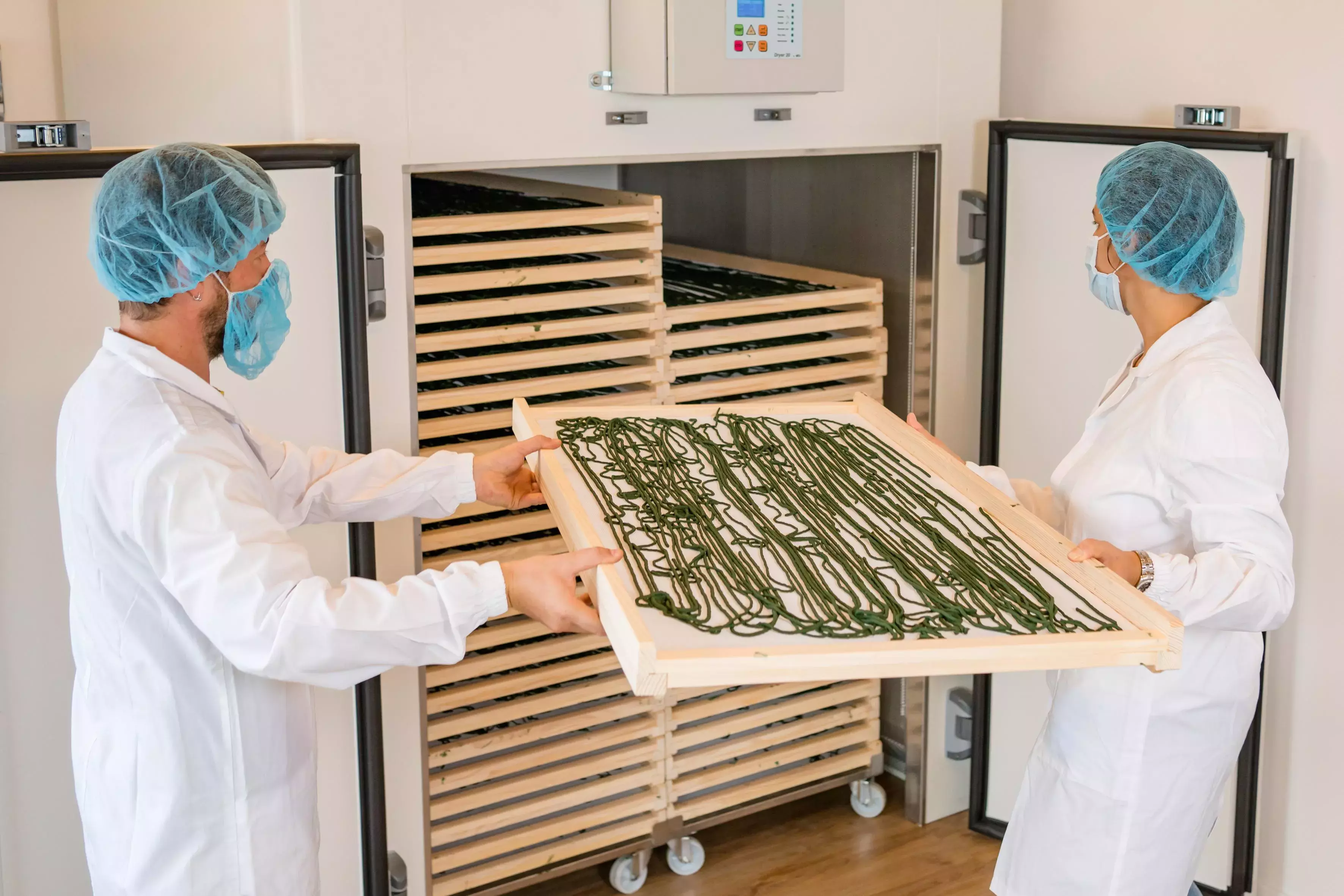 Trays with Spirulina pasta. Trays with Spirulina pasta.