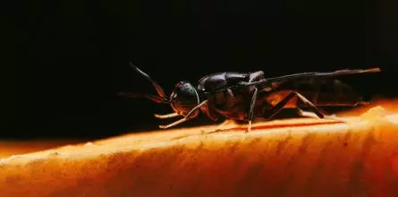 Nasekomo - Insects