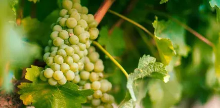 Grapes from a family vineyard in Greece