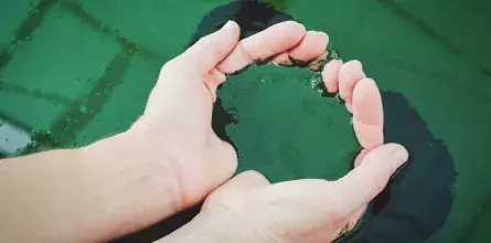 Hands holding a green liquid