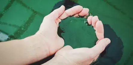 Hands holding a green liquid